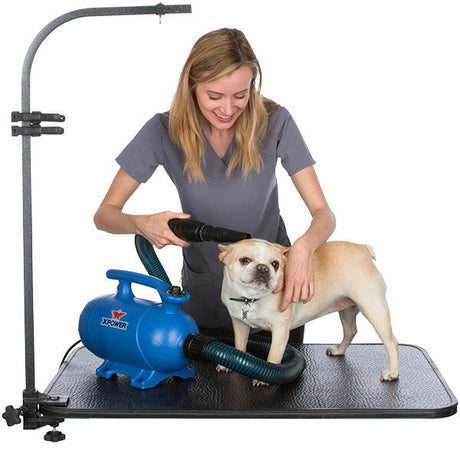 Why Pet Hair Gets Stuck in Carpet (And How to Stop It)